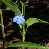 <i>Commelina appendiculata</i>  C.B.Clarke